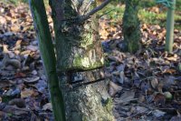 A chainsaw cut into trunk to slow growth of tree.